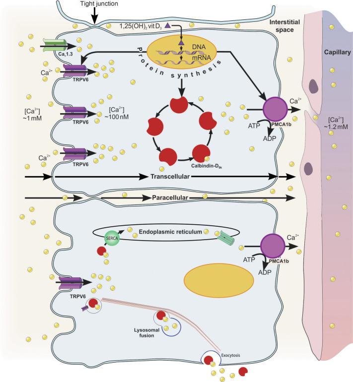 Fig. 59.2, Model of transepithelial calcium transport in the duodenal epithelium. Three adjacent enterocytes are depicted along with the major proteins involved in transepithelial intestinal calcium transport. TRPV6 heterotetramers are responsible for brush-border calcium influx, then calcium interacts with the intracellular, buffering protein calbindin-D 9k . After release from calbindin-D 9k , calcium then exits enterocytes across the basolateral membrane via the plasma membrane Ca 2 + -ATPase (PMCA1b). 1,25(OH) 2 D 3 is involved in regulating all three of the genes encoding these proteins, in response to body calcium needs. Transcellular and paracellular pathways are shown; paracellular ion movement occurs through tight junctions between adjacent enterocytes, which occurs with high calcium intake levels. Also shown on the apical membrane is the Ca v 1.3 calcium channel, which may be involved in transcellular calcium transport during times of dietary sufficiency. Te lower enterocyte depicts a schematic representation of the vesicular Ca 2 + transport model and Ca 2 + tunneling through the ER.