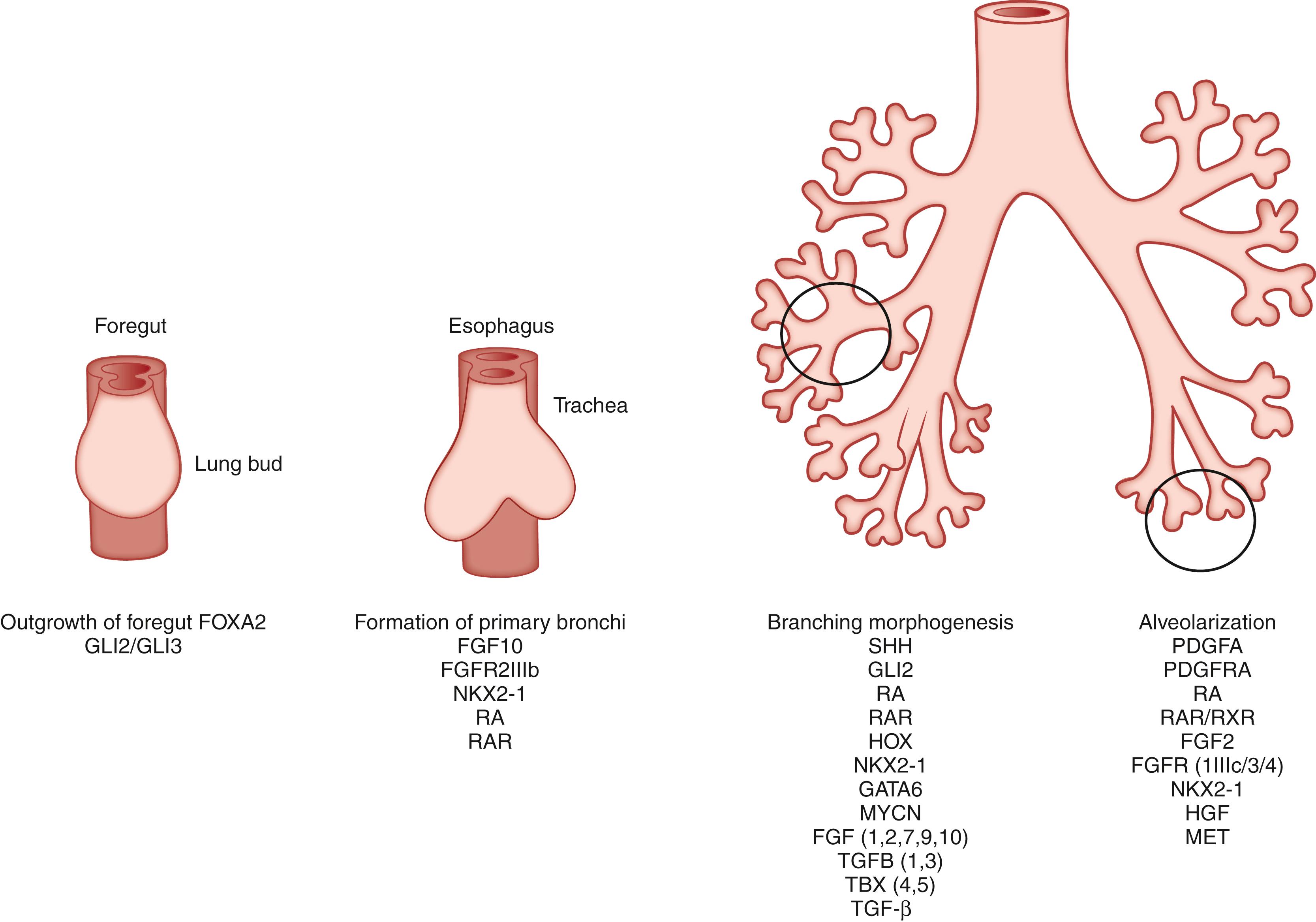 Fig. 58.1, Transcription and growth factors known to regulate lung development. FGF, Fibroblast growth factor; HGF, hepatocyte growth factor; MET, hepatocyte growth factor receptor; RA, retinoic acid; RAR , retinoic acid receptor; SHH , sonic hedgehog gene; TGF , transforming growth factor.