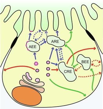 Fig. 45.2, Apical and basolateral trafficking routes in epithelial cells. Known biosynthetic trafficking routes to the apical membrane are shown as solid blue arrows. Lipid raft-associated proteins are thought to transit through the apical early endosome (AEE) and onto the apical membrane. Many nonraft-associated proteins are delivered via the ARE or common recycling endosome (CRE). Apical proteins may recycle directly from AEE (fast route), or via ARE (dashed blue arrows). Newly synthetized basolateral proteins (red solid arrows) may traffic directly to the membrane, or may transit through the CRE. Basolateral proteins undergo fast recycling via the BEE, or slow recycling via the CRE (dashed red arrows). An indirect transcytotic route to the apical membrane (green arrows) operates via the basolateral membrane, BEE, CRE, and ARE.