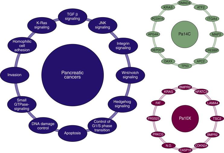 Figure 35-2, Major pathways and processes that are genetically altered in most pancreatic cancers.