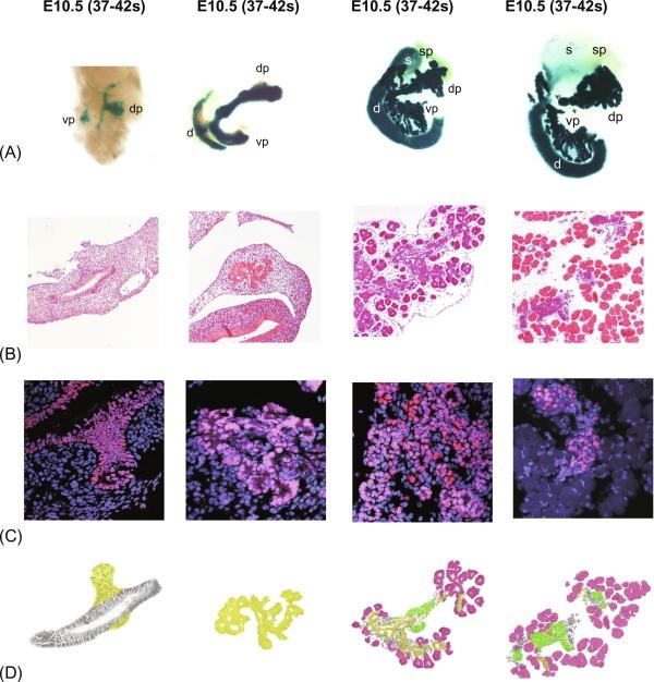 Fig. 10.1, Growth and expansion of the pancreatic epithelium at E10.5, E12.5, E15.5, and birth. (A) β-Galactosidase activity in Pdx1-cre: R26R pancreas reveals the Pdx1 expression domain in the ventral (vp) and dorsal (dp) primordia, as well as in the caudal stomach (s) and the proximal duodenum (d). (B) Hematoxylin-eosin stained paraffin sections. From E10.5, the pancreatic epithelium grows by branching morphogenesis, thus forming the ductal tree, from which the endocrine cells originate and delaminate to eventually form the islets within the interstitia between growing ducts. Acinar cells differentiate at the tips of the branches. (C) Immunodetection of Pdx1. From E10.5, Pdx1 is widely expressed throughout the pancreatic epithelium but is progressively restricted to β-cells after birth. From E15.5, Pdx1High cells are differentiating β-cells. (D) Schematic view of differentiating cells of the endocrine (green) and acinar (blue) lineages, adjacent to the primitive or mature ductal cells (yellow) .