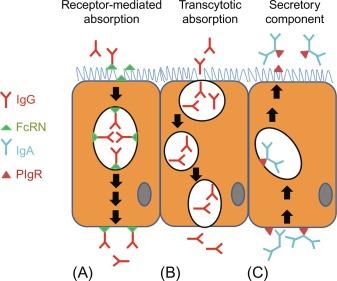 Fig. 10.3, Immunoglobulin absorption and secretion during neonatal life. (A, B) Two different mechanisms used during the suckling period to transport IgGs across the intestinal epithelium. The receptor-mediated pathway involves the Fc receptor of the neonate (FcRN) and endocytosis, followed by vesicular trafficking and release across the basolateral membrane. The transcytotic pathway can be observed in some mammals, and it involves nonselective endocytosis, where endocytosed molecules are either partially destroyed or partially transported into the interstitial fluids. (C) IgA secretion is shown, which also occurs at this developmental stage and involves the polymeric IgA receptor (PIgR). IgA dimers bind to the receptor on the basolateral membranes and are endocytosed and transported across the cellular cytoplasm, where the complexes are secreted into the gut lumen.