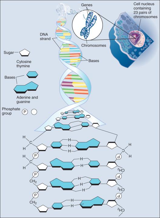 Figure 1.1, DNA structure. Deoxyribonucleic acid (DNA) is the cell's genetic material, contained in single compacted strands comprising chromosomes within the cell nucleus. In the DNA double helix, the two intertwined components of its backbone, composed of sugar (deoxyribose) and phosphate molecules, are connected by pairs of molecules called bases. The sequence of four bases (guanine, adenine, thymine, and cytosine) in the DNA helix determines the specificity of genetic information. The bases face inward from the sugar-phosphate backbone and form pairs with complementary bases on the opposing strand for specific recognition. The arrangement of chemical groups is unique for each base pair, allowing base pairs to be specifically targeted by transcription factors, polymerases, restriction enzymes, and other DNA-binding proteins.