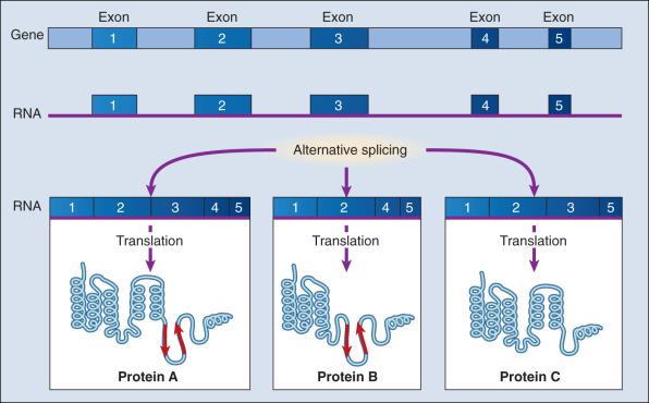 Figure 1.2, RNA splicing. Alternate splicing produces multiple related proteins, or isoforms, from a single gene.
