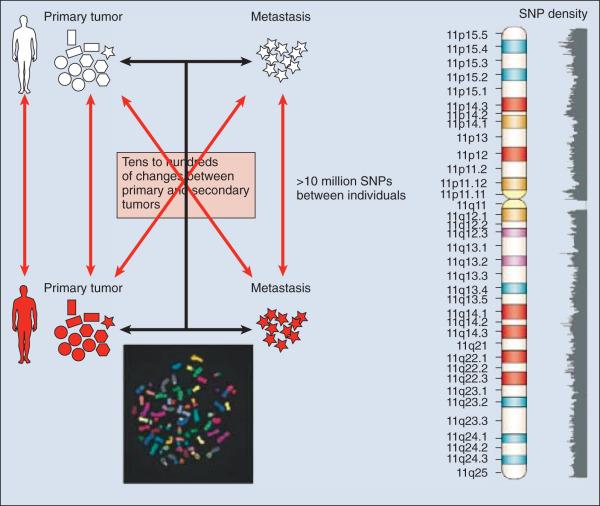 Figure 1.3, Determining cancer susceptibility with single-nucleotide polymorphisms (SNPs). Millions of SNPs exist between individuals, as depicted by the red arrows and the SNP density map of human chromosome 11 (right). By contrast, point mutations, deletions, insertions, and rearrangements between normal tissues and tumors or between primary and secondary tumors probably number in the tens to hundreds (or potentially thousands), as depicted by the spectral karyotype image at the bottom of the figure. Because the constitutional genetic polymorphisms are present in all the tissues of the body, it might be possible to distinguish differences in metastatic versus nonmetastatic tumors and in nontumor tissues before they ever happen to develop a solid tumor.