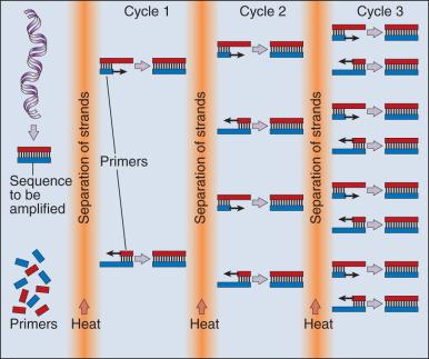 Figure 1.4, Amplification of DNA by polymerase chain reaction (PCR). The DNA sequence to be amplified is selected by primers, which are short, synthetic oligonucleotides that correspond to sequences flanking the DNA to be amplified. After an excess of primers is added to the DNA, together with a heat-stable DNA polymerase, the strands of both the genomic DNA and the primers are separated by heating and allowed to cool. A heat-stable polymerase elongates the primers on either strand, thus generating two new, identical double-stranded DNA molecules and doubling the number of DNA fragments. Each cycle takes just a few minutes and doubles the number of copies of the original DNA fragment.