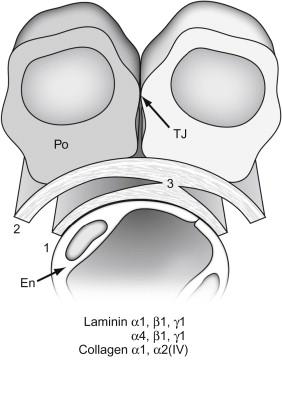Figure 26.2, Diagram showing spatial relationships during development of glomerular capillary wall.