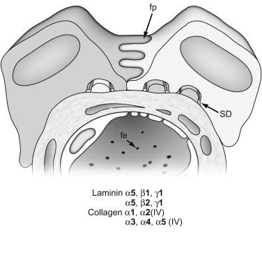 Figure 26.3, During intermediate, capillary loop and maturing stages of glomerular development, fenestrae form in the endothelial cells.