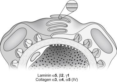 Figure 26.4, As glomeruli approach full maturation, the endothelium becomes extensively fenestrated, and the mature GBM laminin and collagen type IV isoforms are now in place.