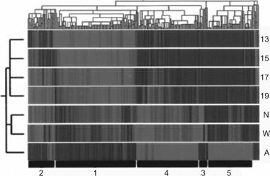 Figure 25.11, Hierarchical clustering of 873 genes identified as changing significantly at some point in kidney development (out of 8740 genes examined).