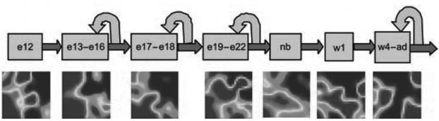 Figure 25.12, Representative SOMs from each stage (Stage 1: e12; stage 2: e13 to e16; stage 3: e17 to e18; stage 4: e19 to e22; stage 5: nb (P0 to P1); stage 6: w1; stage 7: w4 to ad).