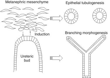 Figure 25.3, Schematic illustrations of mutual induction.