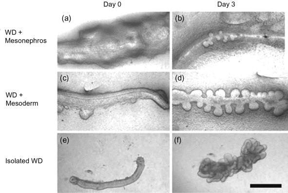 Figure 25.6, (a–f) Photomicrographs of isolated mesonephric tissues at Day 0 (a, c, e) or after 3 days of culture in the presence of GDNF (b, d, f). (a), (b) Entire mesonephros with attached Wolffian duct (WD). (c), (d) Wolffian duct (WD) dissected free from most of surrounding mesonephros. (e), (f) Wolffian duct (isolated WD) isolated free of surrounding mesonephros and mesodermal cells which must be cultured within an extracellular matrix gel (Scale bar: 500 μm).