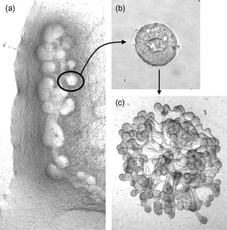 Figure 25.7, (a) Wolffian duct dissected free from most of mesonephros cultured for 4 days in the presence of GDNF. (b) High magnification view of a single ureteric bud-like structure isolated from cultured Wolffian duct in (a). (c) Single ureteric bud-like structure in (b) cultured within a three-dimensional extracellular matrix gel in the presence of branch-inducing growth factors.