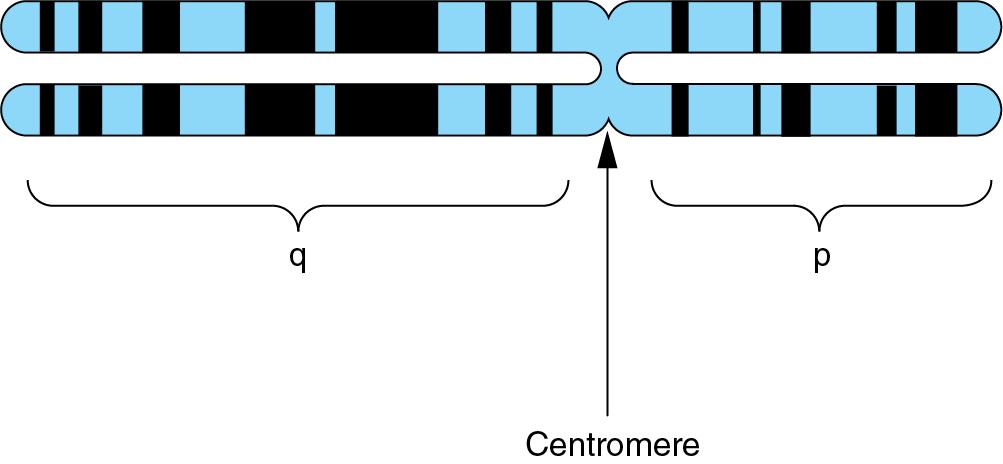 Fig. 6.1, Chromosome 2.