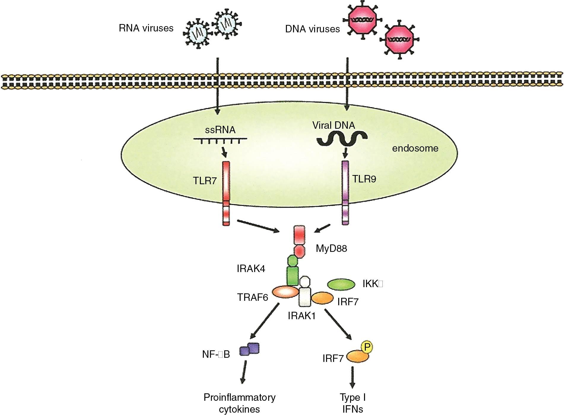 Fig. 27.1, Toll-like receptors (TLRs). TLRs are pattern recognition receptors that recognize microbes, viruses, and cancer cells. TLRs recruit MyD88, which is an adaptor protein that ultimately activates interferon and proinflammatory cytokines. IKK, Inhibitor of nuclear factor kappa B (IκB) kinase; IRAK-4, interleukin-1R–associated kinase-4; IRF-3, interferon regulatory factor-3; IRF-7 , interferon regulatory factor-7; TNF, tumor necrosis factor; TRAF6, TNF receptor–associated factor 6.