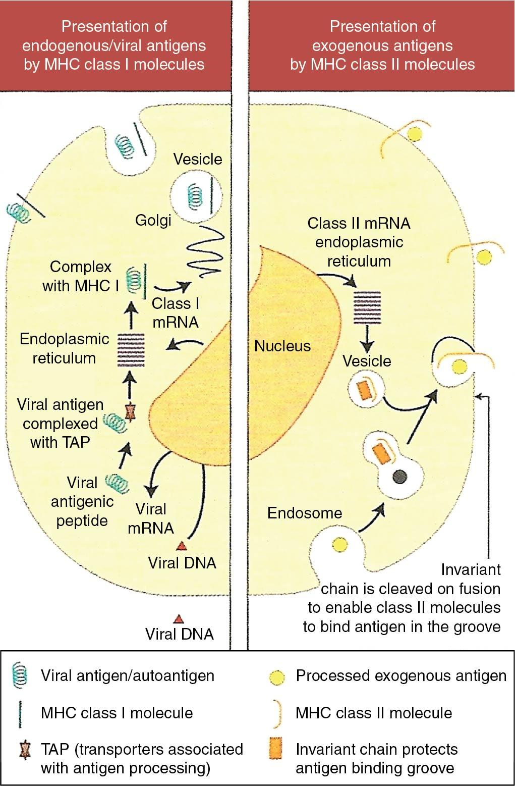 Fig. 27.3, Different routes of antigen presentation. After the antigen is processed into smaller fragments, the major histocompatability complex class (I or II) and these fragments interact with the receptor on the surface of the T cell to activate cytotoxic or helper T cells.