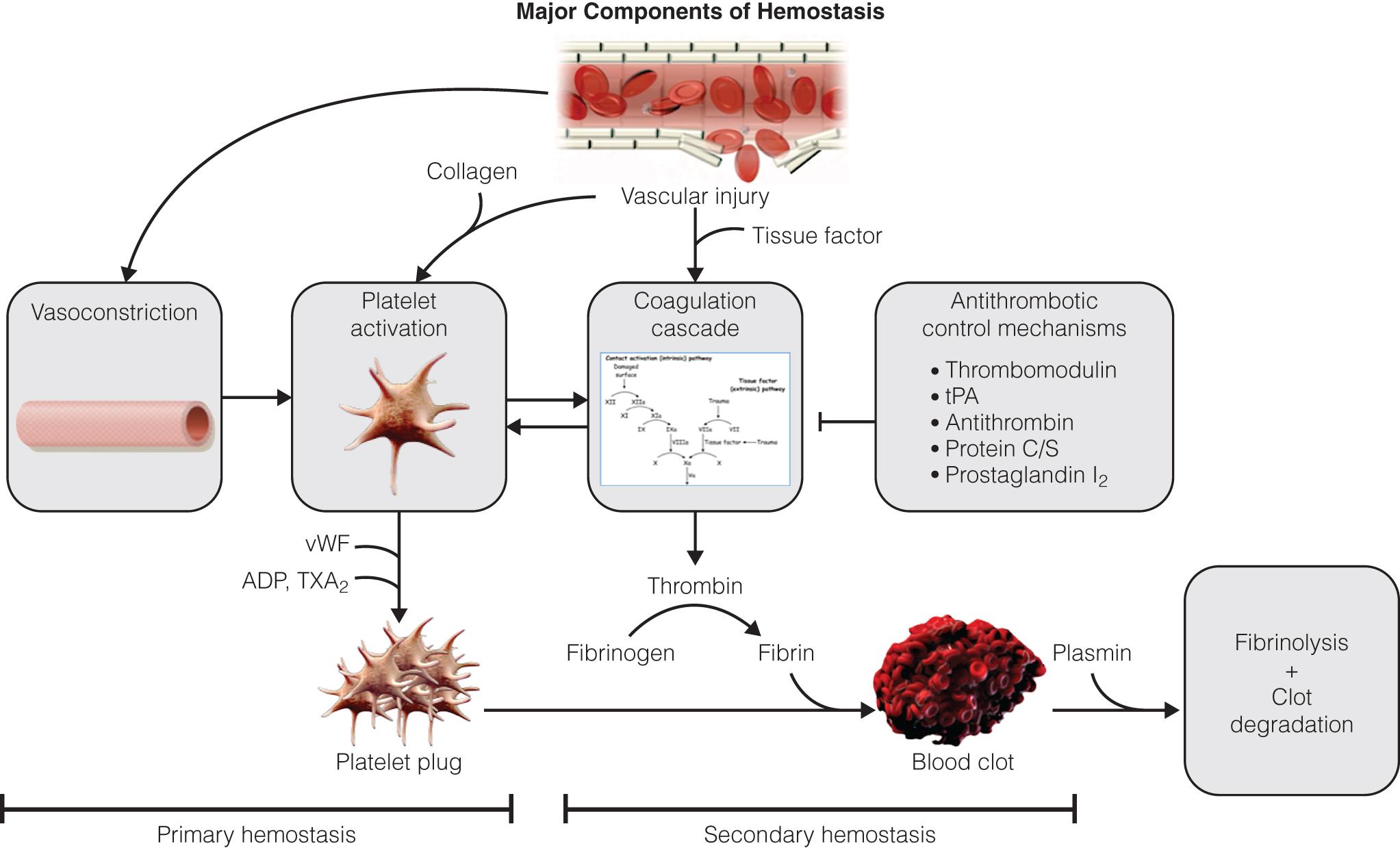 Fig. 129.1, Overview of the components of hemostasis.