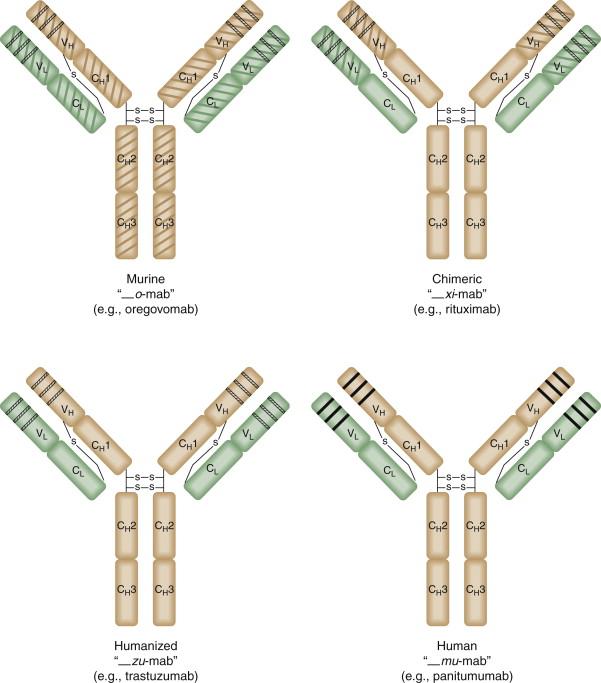 Figure 50-2, Nomenclature of monoclonal antibodies.