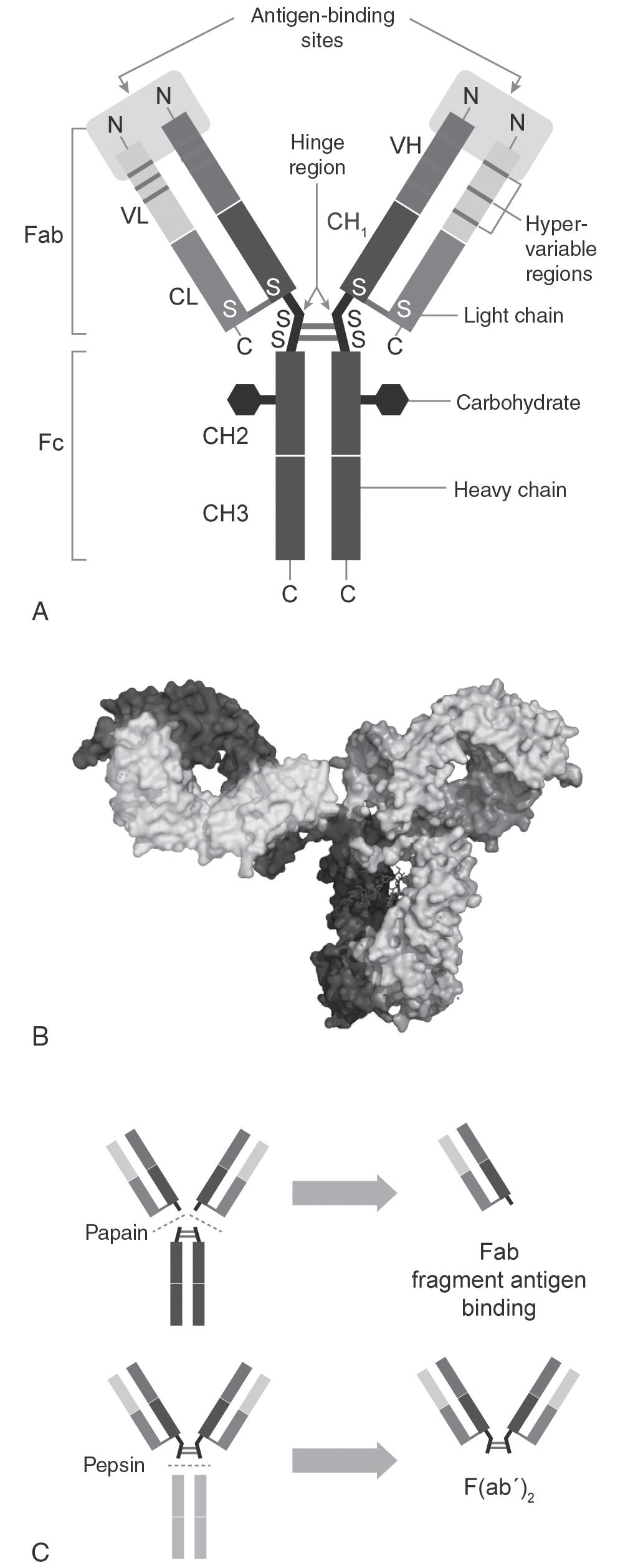 FIGURE 98.1, Structure of the IgG Immunoglobulin Molecule.