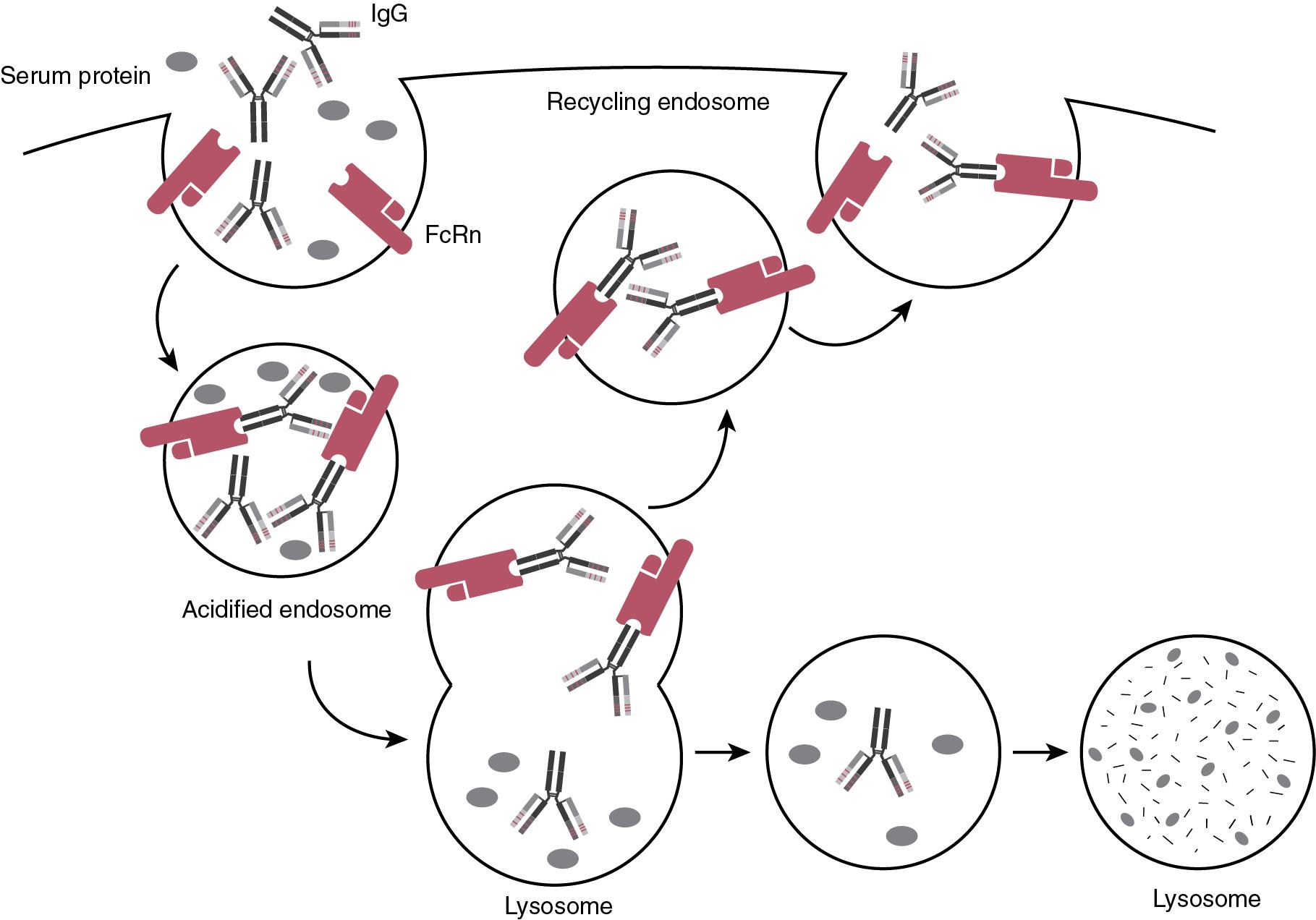 FIGURE 98.2, IgG Plasma Half-Life is Extended by Neonatal Fc Receptor (FcRn) Mediated Cellular Transcytosis and Recycling.