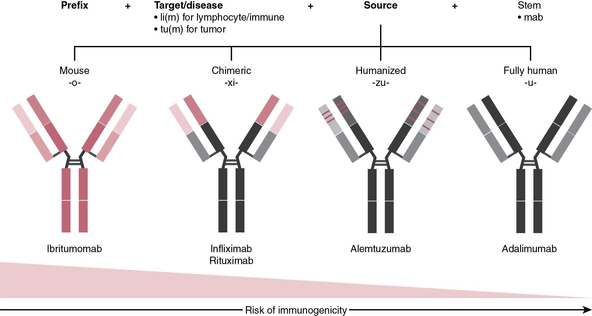 FIGURE 98.3, Standardized Nomenclature for Therapeutic Monoclonal Antibodies.