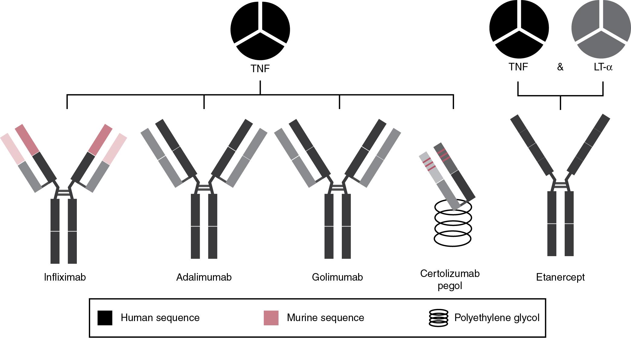 FIGURE 98.4, Tumor Necrosis Factor (TNF) Antagonists Approved for Clinical Use.