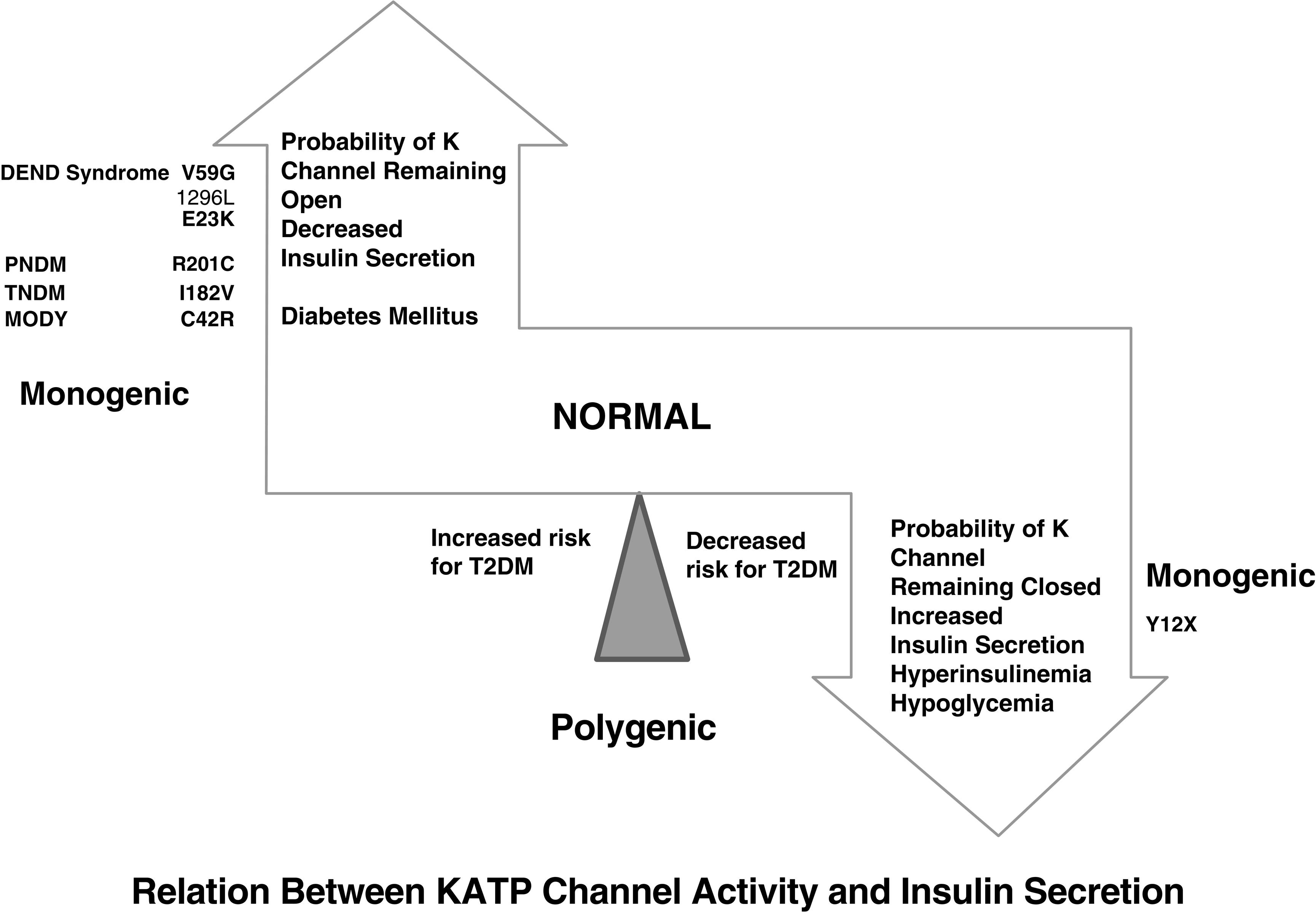 Fig. 10.4, This is a schematic representation of the relationship between K ATP channel activity and insulin secretion. Activating mutations of the KCNJ11 or ABCC8 genes maintain the channel in an open state and hence limit insulin secretion. With progressively increasing probability of the potassium channel remaining open, the severity of the resulting hyperglycemia increases from a mild increased risk for type 2 diabetes mellitus (T2DM), to monogenic diabetes of youth (MODY), transient neonatal diabetes mellitus (TNDM), permanent neonatal diabetes mellitus (PNDM), and in the most severe state the DEND syndrome ( d evelopmental delay, e pilepsy, n eonatal d iabetes) as illustrated on the left. In contrast, mutations that increase the probability that the channel remains closed also increase the likelihood of persistent insulin secretion and lead to hyperinsulinemia and hypoglycemia as illustrated on the panel on the right; in milder forms they may decrease the risk for T2DM by maintaining a higher insulin secretion. Common genetic defects are illustrated in each as examples.