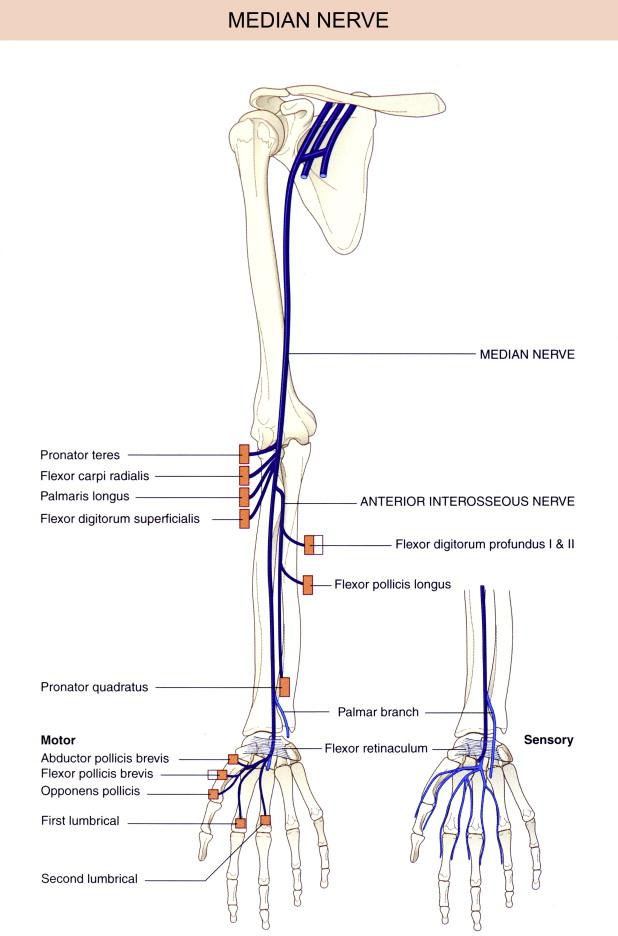 Figure 14.2, Diagram of the median nerve, its cutaneous branches and the muscles which it supplies. Note: the white rectangle signifies that the muscle indicated receives a part of its nerve supply from another peripheral nerve.