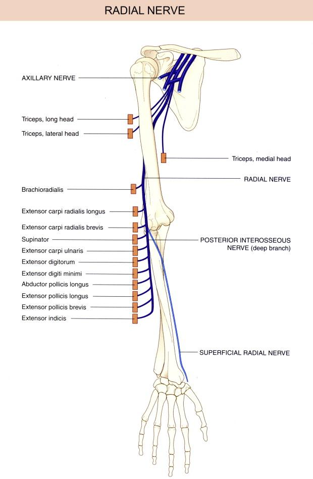 Figure 14.5, Diagram of the radial nerve, its major cutaneous branches, and the muscles which it supplies.