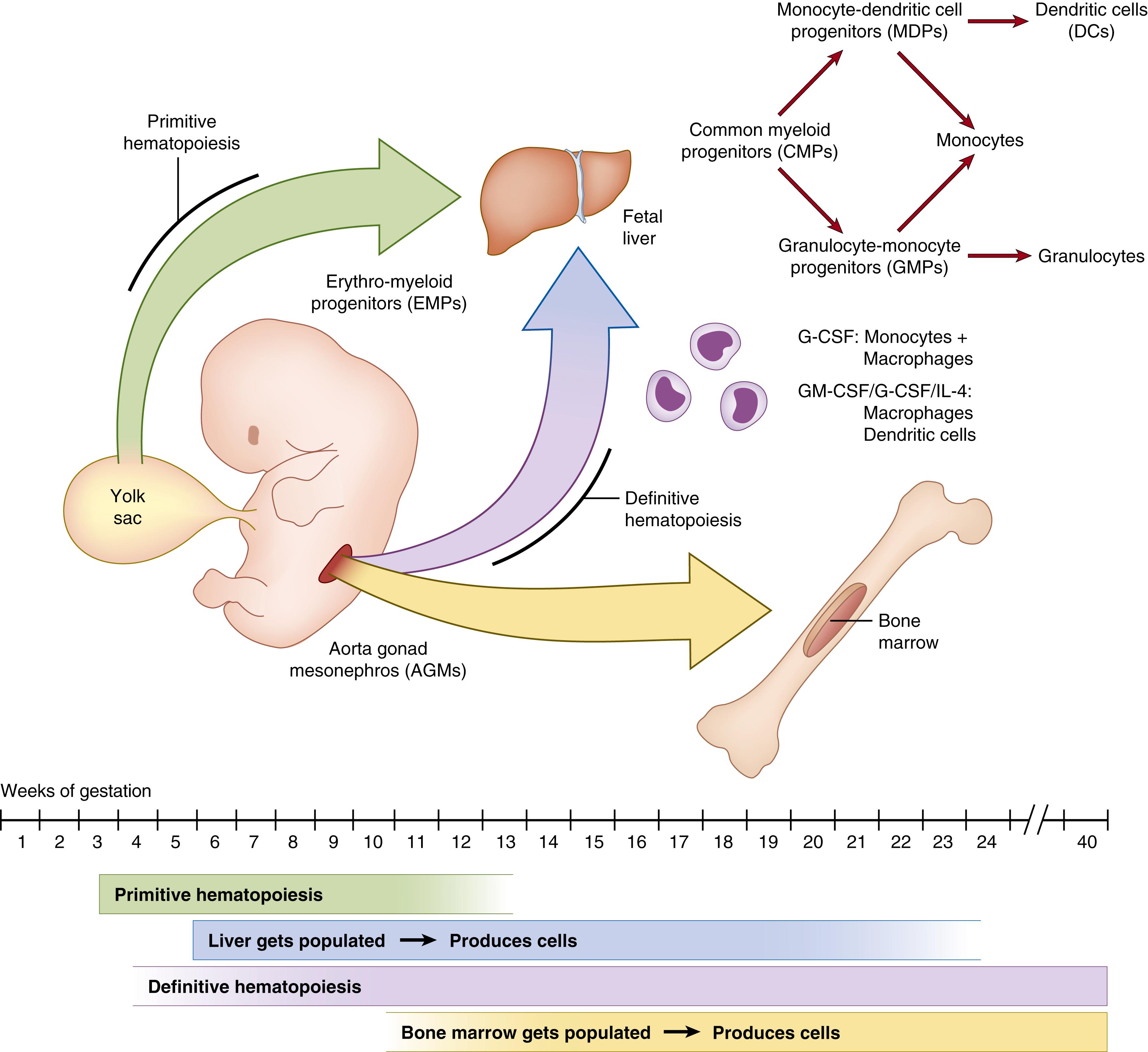 Fig. 118.1, Ontogeny of mononuclear phagocytes in human gestation. Primitive hematopoiesis begins early during embryogenesis (∼third gestational week in humans), in the yolk sac, with the production of erythrocytes and embryonic macrophages. Later (∼5 gestational week), CD34-expressing hematopoietic stem cells appear in the aorta-gonad-mesonephros (AGM) region, giving rise to hematopoietic progenitors that then will go on to populate other, more definitive hematopoietic organs such as the liver and bone marrow. G-CSF, Granulocyte colony-stimulating factor; GM-CSF, granulocyte-macrophage colony-stimulating factor; IL, interleukin; M-CSF, macrophage colony-stimulating factor.