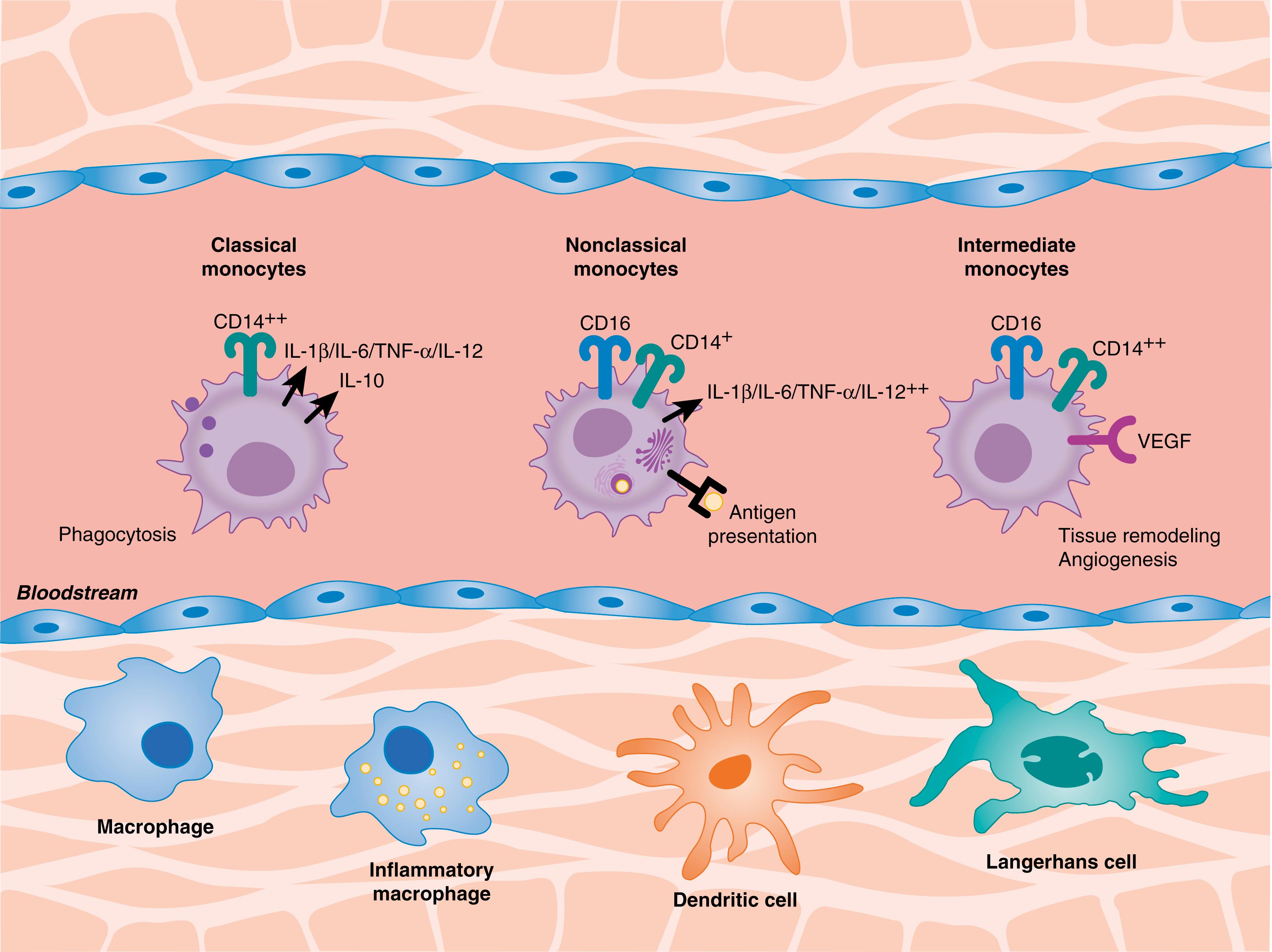 Fig. 118.2, Subsets of monocytes, macrophages, and dendritic cells. Illustration of circulating monocyte subsets in a blood vessel, whereas macrophages, dendritic cells, and Langerhans cells are generally located in tissues. The function of each subset of monocytes is also indicated (see text). IL, Interleukin; TNF, tumor necrosis factor; VEGF , vascular endothelial growth factor.