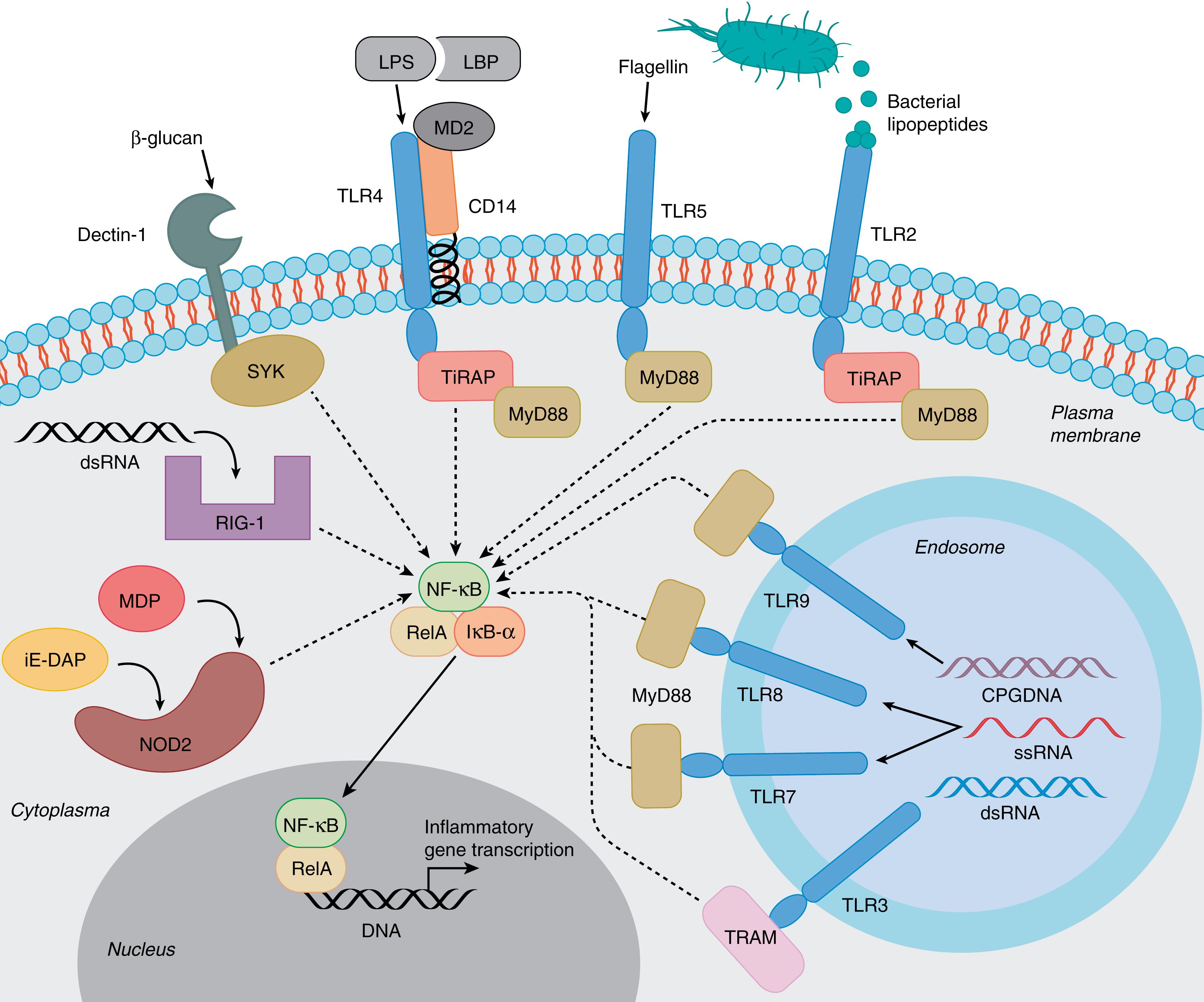 Fig. 118.3, Cellular localization of main pattern-recognition receptors and their ligands (pathogen-associated molecular patterns). ASC, Apoptosis-associated speck-like protein containing CARD; ATP, adenosine triphosphate; CARD, caspase recruitment domain; dsRNA, double-stranded ribonucleic acid; iE-DAP, d -glutamyl-meso-diaminopimelic acid; LPS, lipopolysaccharide; LBP, lipopolysaccharide binding protein; MDP, muramyl dipeptide; NOD, nucleotide-binding oligomerization domain-containing protein; NLRP, NOD-like receptor family pyrin domain; RIG, retinoic acid-inducible gene; ssRNA, single-stranded ribonucleic acid; TiRAP, Toll-interleukin 1 receptor domain containing adaptor protein; TLR, Toll-like receptor; TRAM, Toll-interleukin 1 receptor (TIR)-domain-containing adapter-inducing interferon-β factor (TRIF)-related adaptor molecule.