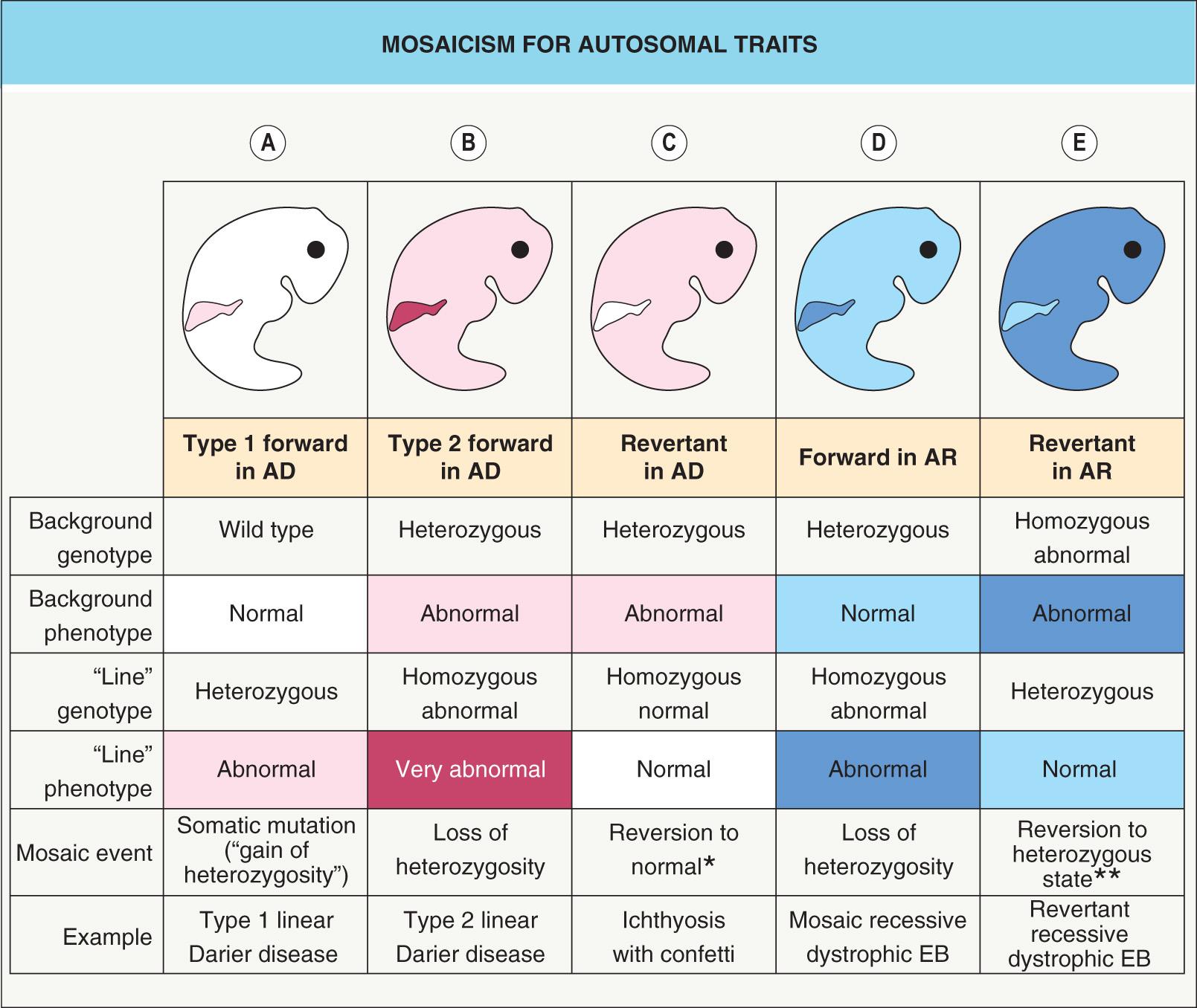 Fig. 62.2, Mosaic mutations in autosomal skin disease genes.