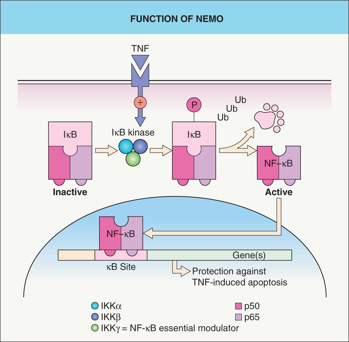 Fig. 62.4, Function of NEMO.