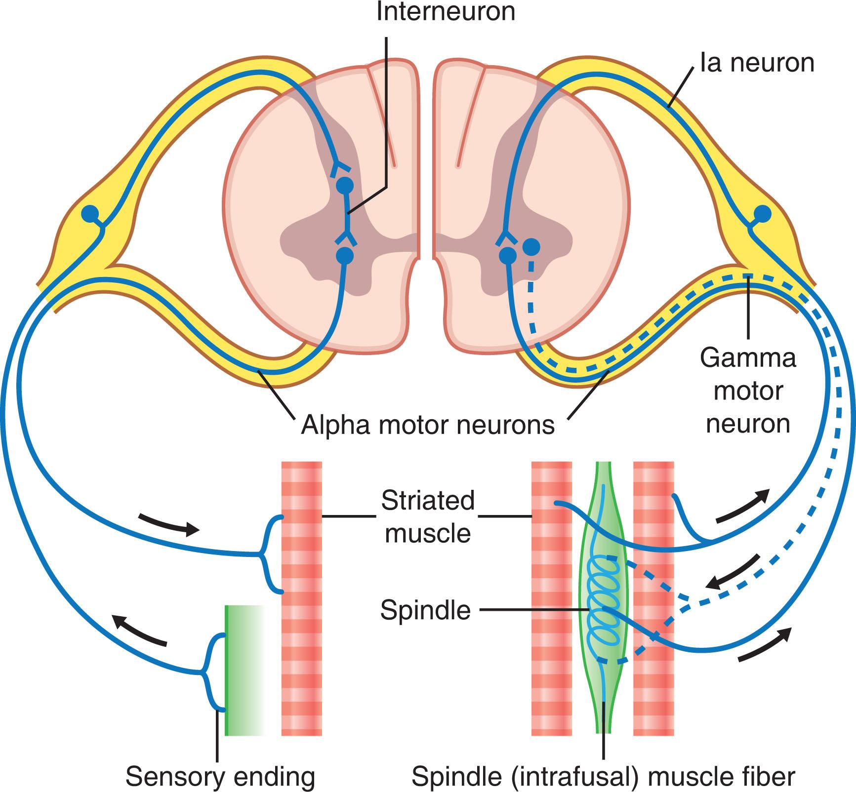 Figure 41.1, Transverse section of the spinal cord with schematic illustration of the neurons involved in the stretch reflex (right side) showing innervation of striated muscle fibers by alpha motor neurons, and of fibers within muscle spindle by gamma motor neurons. Schematic illustration of the role of the interneuron in the connection afferent and efferent neurons, as well as between themselves (left side).