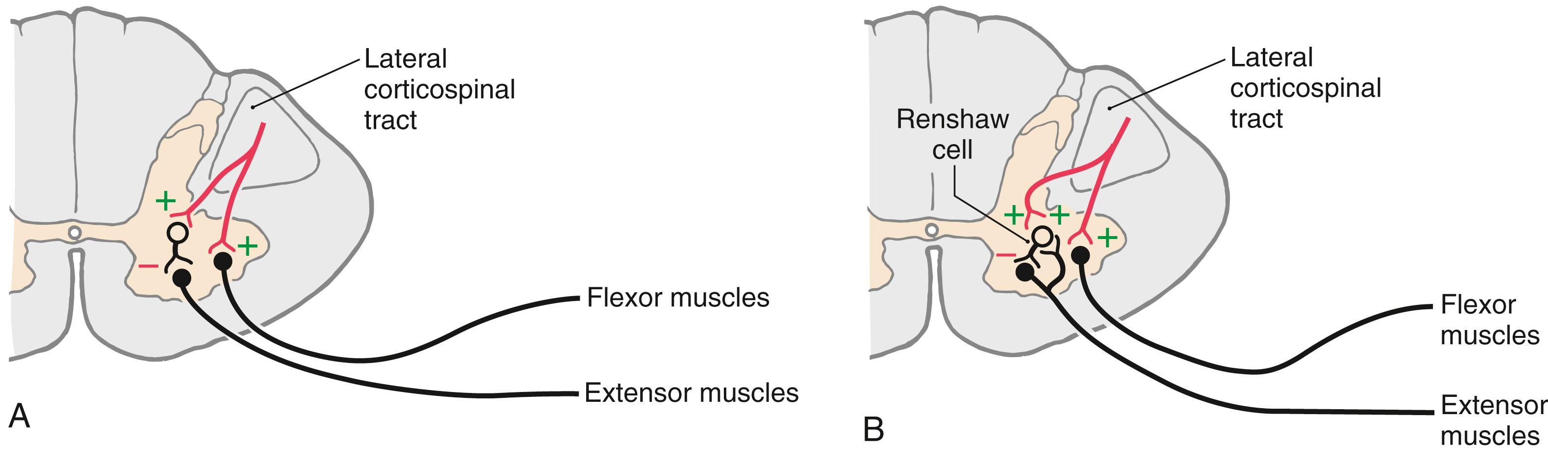 Fig. 25.1, Connections by which descending fibers influence lower motor neurons. Direct influence and influence via an inhibitory interneuron ( A ) and influence via a Renshaw cell, which participates in a recurrent inhibition circuit ( B ).