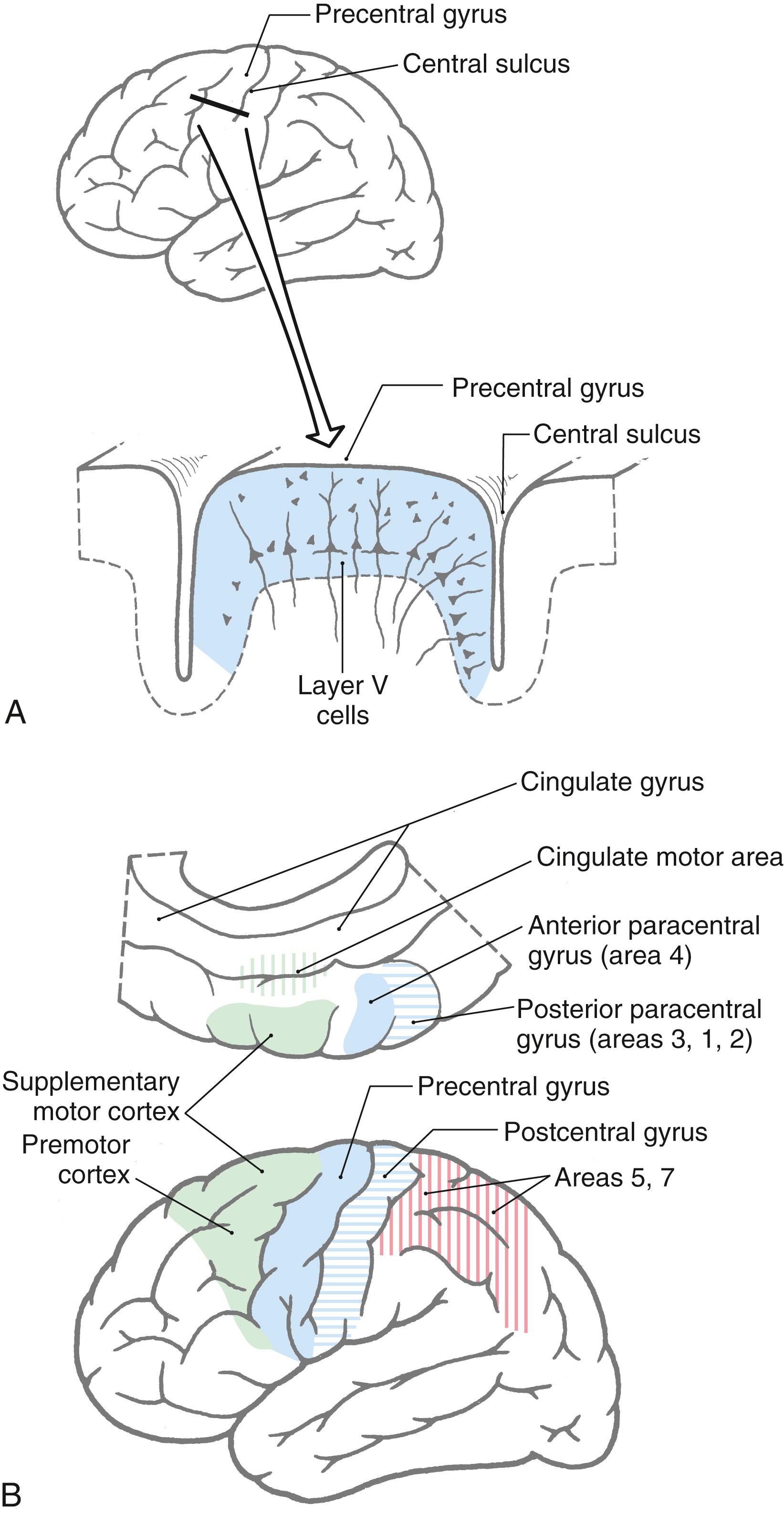 Fig. 25.2, The motor-related areas of the cortex. A, A cross section through the precentral gyrus showing pyramidal cells in layer V. B, The main areas of the cortex that give rise to corticospinal axons.