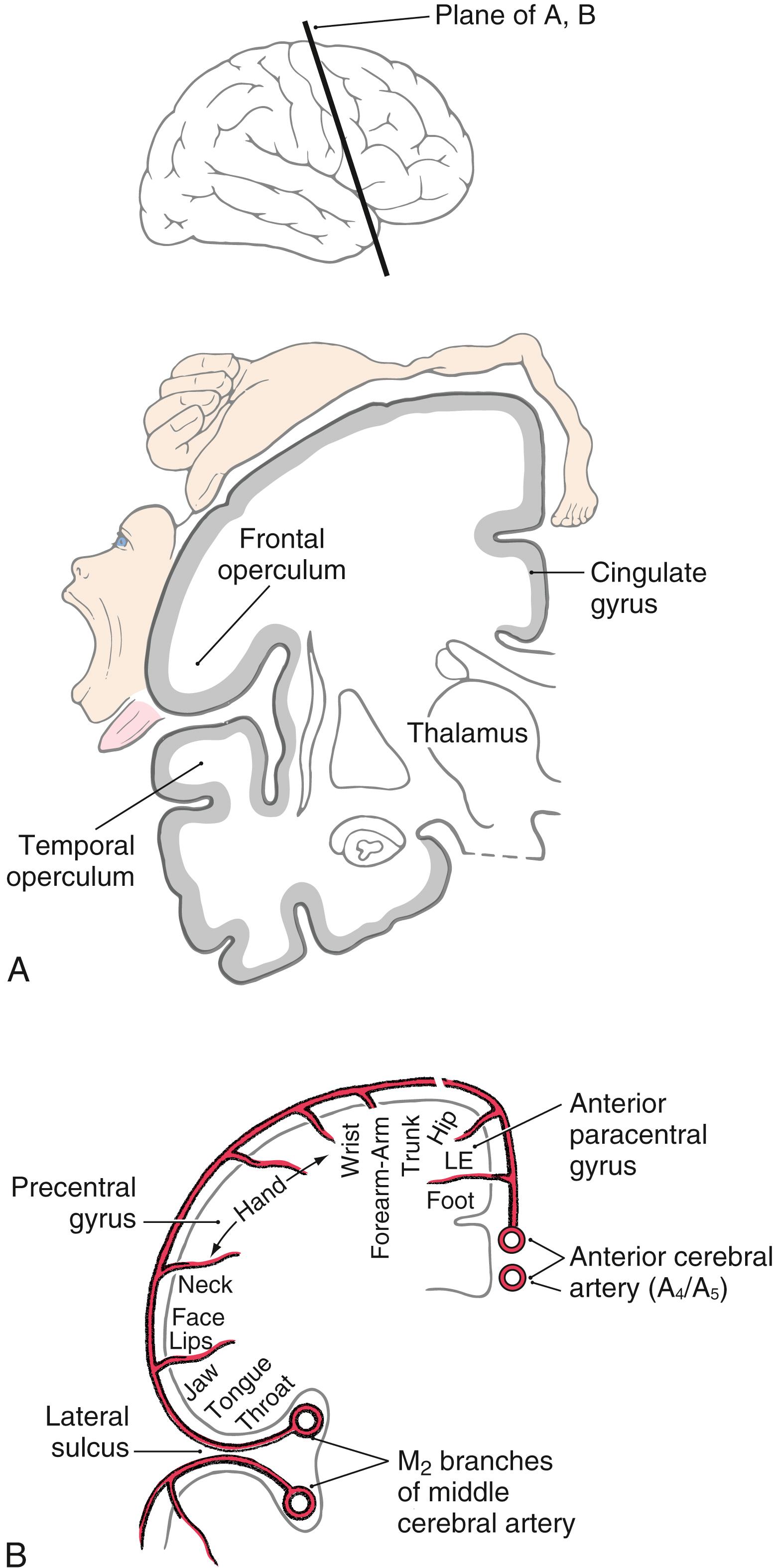 Fig. 25.3, Coronal views of the cerebral hemisphere showing the somatotopy of the primary motor cortex ( A and B ) and the blood supply of the anterior paracentral lobule and the precentral gyrus ( B ). LE, lower extremity.