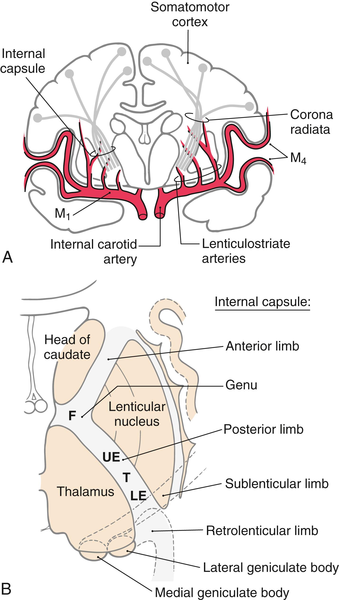 Fig. 25.4, Descending fibers of the corticospinal and corticonuclear (corticobulbar) systems in the internal capsule in coronal ( A ) and axial ( B ) planes. The positions of fibers from face ( F ), arm–upper extremity ( UE ), trunk ( T ), and leg–lower extremity ( LE ) areas are shown in the internal capsule in the axial plane ( B ).