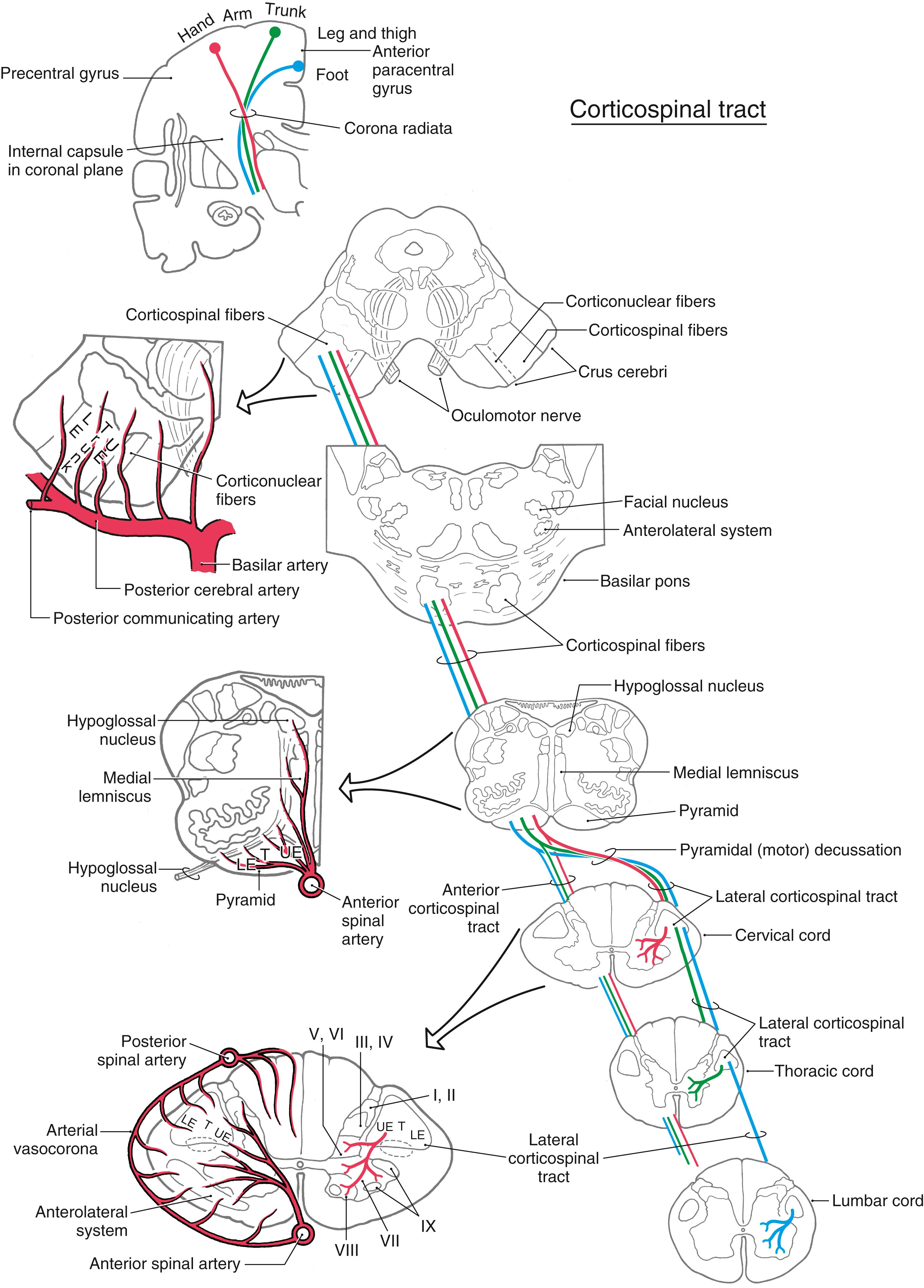 Fig. 25.6, The corticospinal system with details showing the blood supply to these fibers in the midbrain, medulla, and spinal cord. LE, lower extremity (leg); T, trunk; UE, upper extremity.