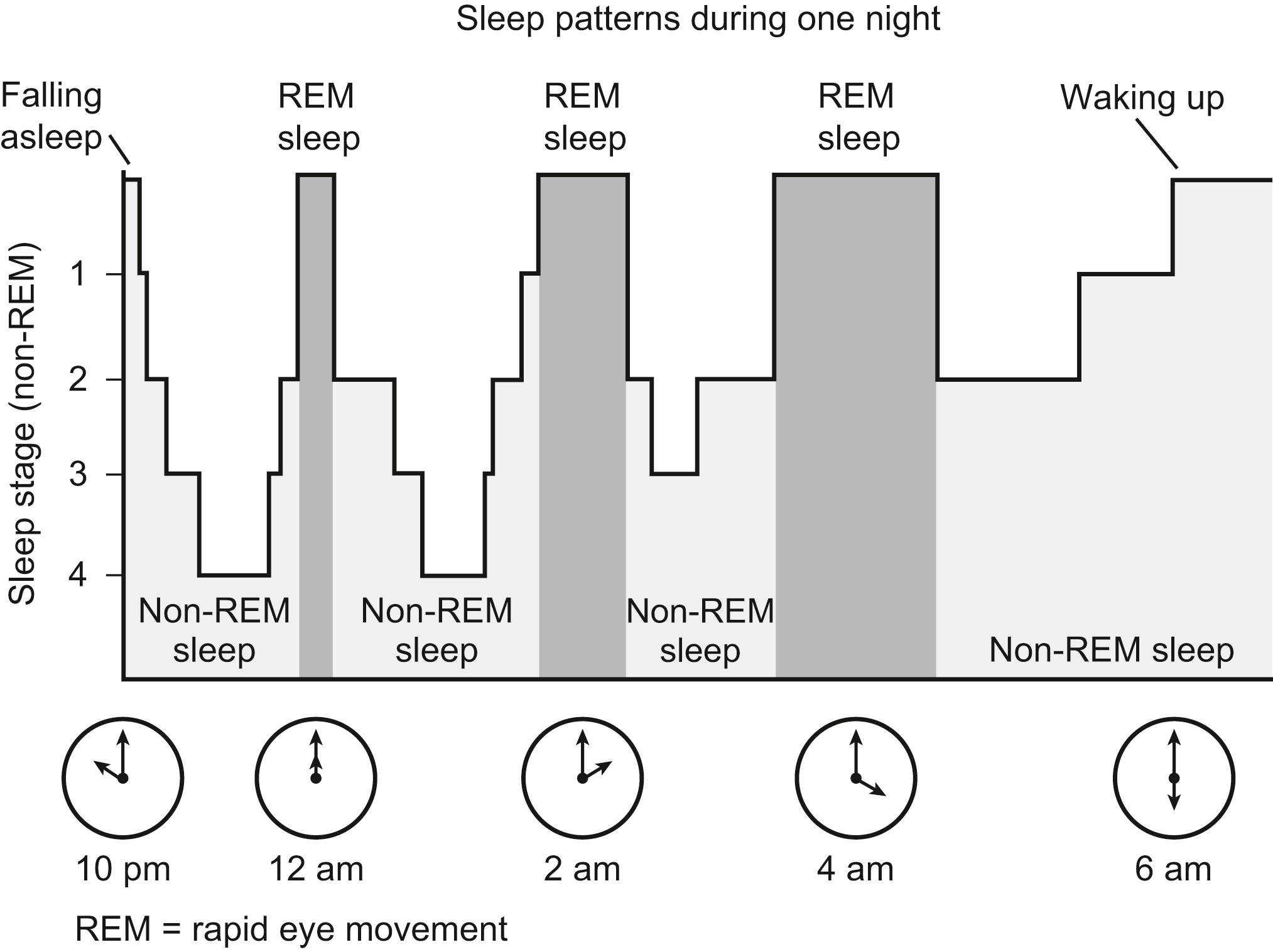 Figure 19.1, In adults, about one half of the sleep period is spent in stage 2 sleep, 20% in stage 3% and 4%, and 25% in REM sleep. Non-REM is darker gray, REM is lighter gray.