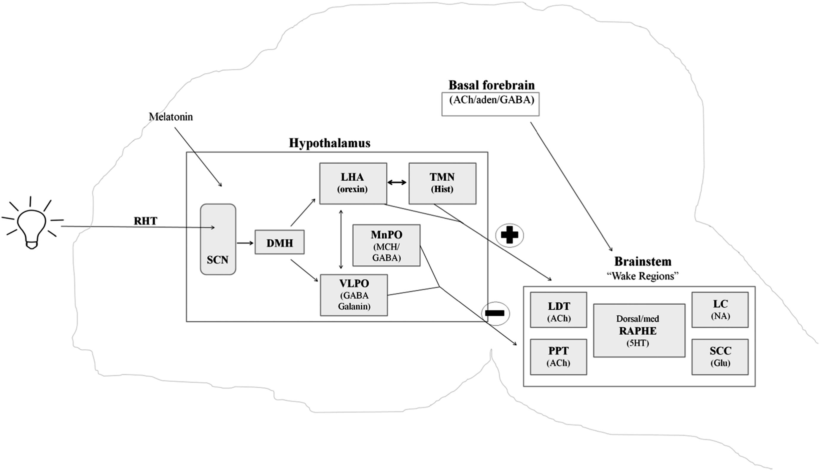 Figure 19.2, Pathways involved in sleep–wake cycle. Abbreviations: 5HT , serotonin; ACh , acetylcholine; Aden , adenosine; DMH , dorsomedial hypothalamic nucleus; GABA , gamma-amino butyric acid; Glu , glutamate; Hist , histamine; LC , locus coeruleus; LDT , laterodorsal tegmental; LHA , lateral hypothalamic area; MCH , melanin concentrating hormone; MnPO , median preoptic nucleus; NA , noradrenaline; PPT , peduncular pontine tegmentum; RAPHE , dorsal and median raphe nuclei; RHT , retino-hypothalamic tract; SCC , subcoerulear complex; SCN , suprachiasmatic nucleus; TMN , tuberomammillary nucleus; VLPO , ventrolateral preoptic area.