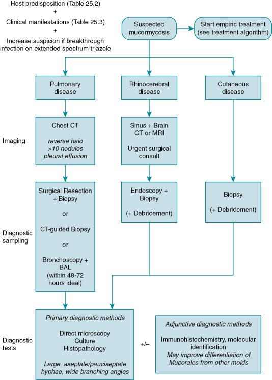 Fig. 25.2, Diagnostic algorithm for mucormycosis. The approach refers to the most common disease presentations but could be applied similarly to other localized disease presentations. Similar diagnostic strategies could be applied as well to other uncommon invasive molds. BAL, bronchoalveolar lavage; CT, computed tomography; MRI, magnetic resonance imaging.