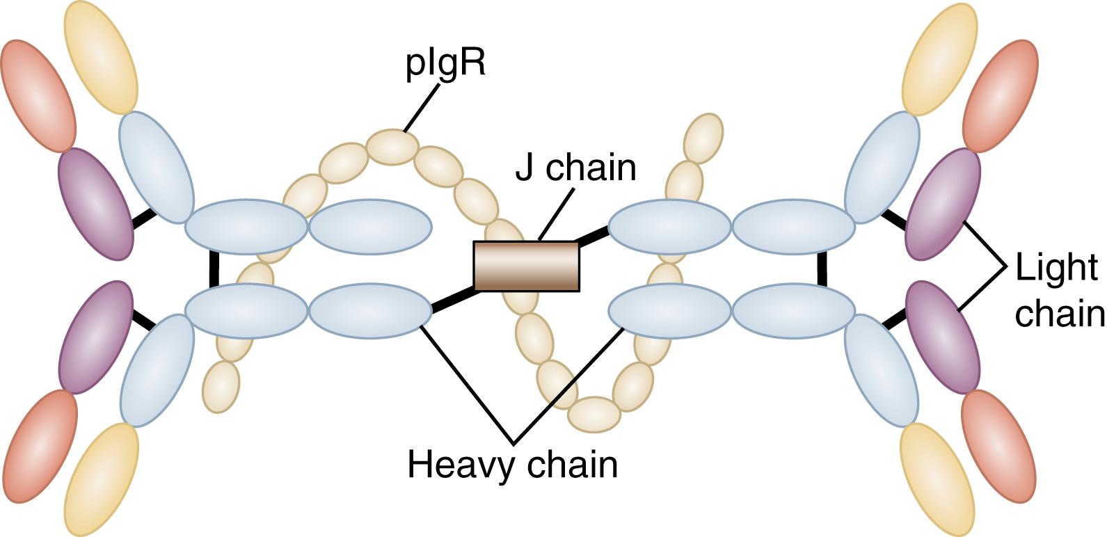 Fig. 2.2, Secretory immunoglobulin (Ig)A complex. Two IgA molecules are linked by a J chain and stabilized by polymeric Ig receptor (pIgR) to form dimeric secretory IgA.