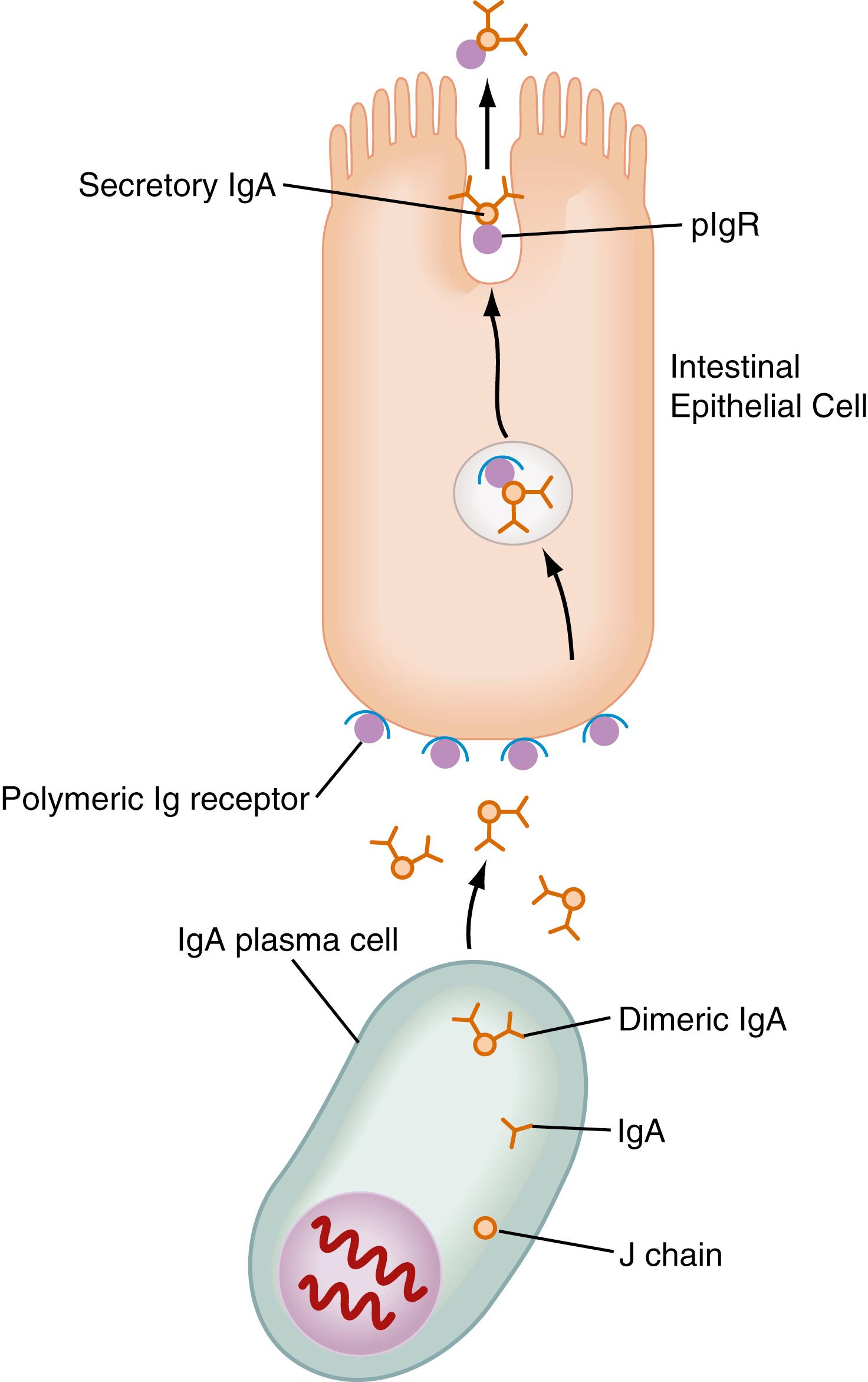 Fig. 2.3, Assembly and secretion of dimeric immunoglobulin A (IgA) . IgA and J chain produced by IgA-committed plasma cells (bottom) dimerize to form polymeric IgA, which covalently binds to membrane-bound polymeric Ig receptor produced by intestinal epithelial cells (top) . This complex is internalized, transported to the apical surface of epithelial cell, and secreted into the lumen. pIgR, polymeric immunoglobulin receptor.