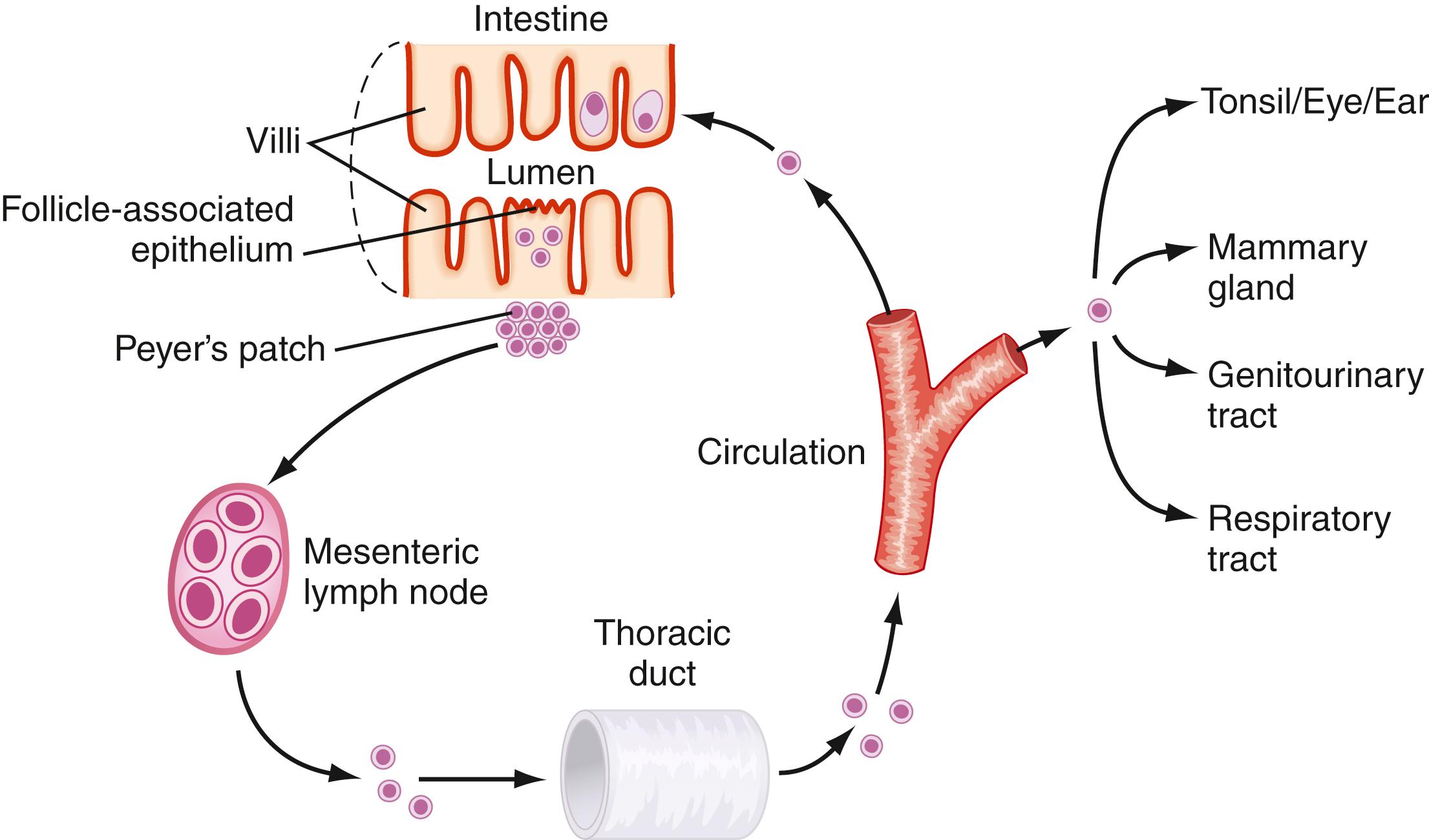 Fig. 2.5, Mucosal lymphocyte migration. Following antigenic stimulation, T and B lymphocytes migrate from the intestine (Peyer patch) to the draining mesenteric lymph nodes, where they further differentiate and then reach the systemic circulation via the thoracic duct. Cells bearing appropriate mucosal addressins then selectively home to mucosal surfaces that constitute the common mucosa-associated lymphoid tissue, including the intestinal immune system.