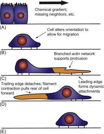 Fig. 29.2, Lamellipodial crawling of epithelial cells. A cell sensing a chemical gradient or empty space (A) flattens (B) and extends lamellipodia, driven by organization of branched actin networks under the control of small GTPases (C). Highly dynamic focal attachments are formed as the cell extends. As attachments in the leading edge form, adhesions at the rear of the cell are removed (D) and the cytoskeleton contracts, pulling the trailing edge forward (E). Detailed models of cell crawling have been delineated in fibroblast and other epithelial cell types; available data suggest that these models will hold in intestinal epithelial cells.