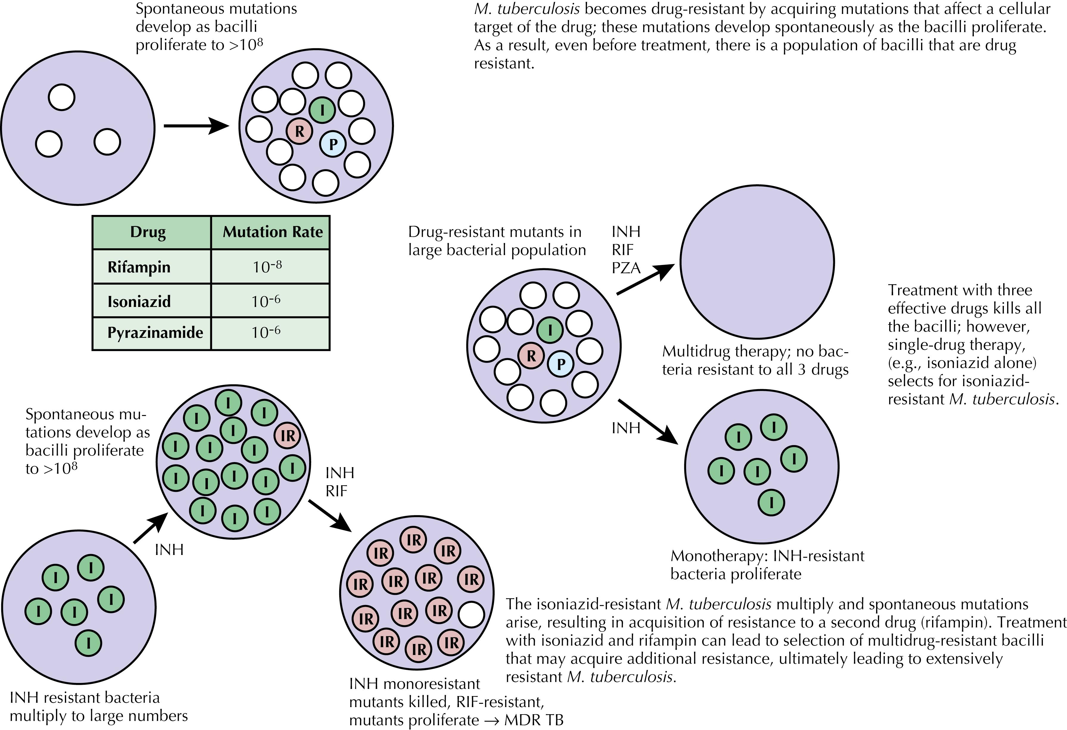 Fig. 89.2, Schematic mechanism of emergence of drug resistance in Mycobacterium tuberculosis .