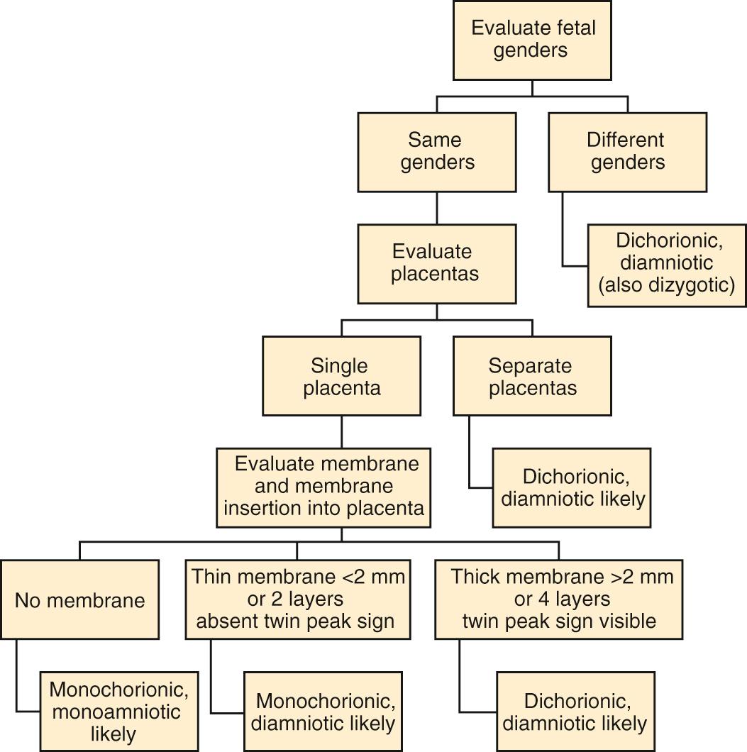 Fig. 39.5, Algorithm for Determination of Chorionicity and Amnionicity in the Second and Third Trimesters.